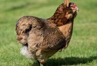 Araucana, foto: https://www.thehappychickencoop.com/everything-you-need-to-know-about-araucana-chickens/