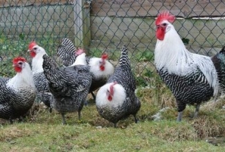 Brakel, foto: The Brakel Poultry Club