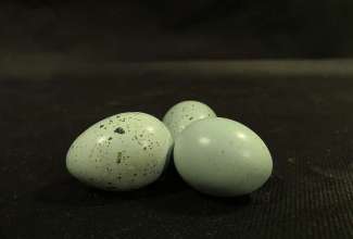 Celadoni vuti munad, foto Estfarm