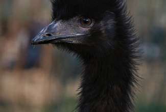 Emu, foto Estfarm