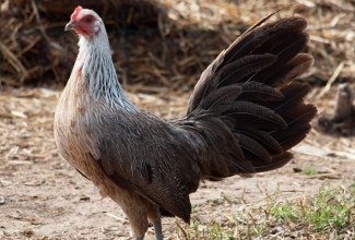 Kana tõug fööniks, foto Estfarm