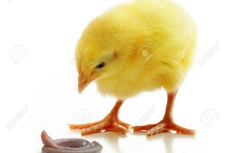 Foto: • https://www.123rf.com/photo_32040369_cute-little-chicken-and-earthworm-isolated-on-white-background.html