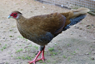 Hõbefaasani kana, foto Estfarm