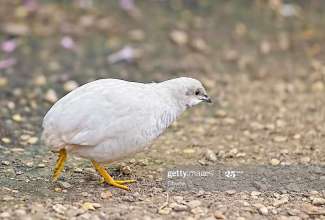Ida-sinivutt, foto: https://www.gettyimages.com/detail/photo/chinese-painted-quail-coturnix-chinensis-royalty-free-image/858293234