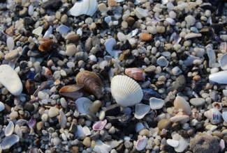 Kaltsiummineraalsöödad, foto: https://www.slughelp.com/crushed-sea-shells-as-slug-snail-protection/