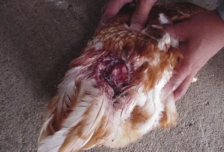Foto: Fotod: http://www.writeopinions.com/cannibalism-in-poultry