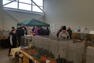 Kaunase küüliku- ja linnunäitus 2018