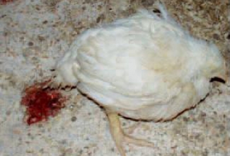 Lindude haigus koktsidioos, foto The chicken vet