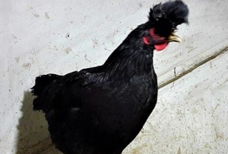 Kosovo pikaltkirev, foto: https://www.domesticforest.com/kosova-longcrower-chicken/