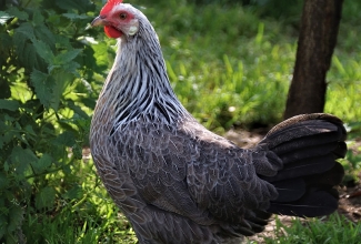 Leghorni kana, värvus hõbe, foto Estfarm