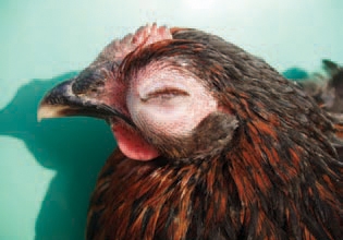 Lindude kolibakterioos, foto: http://www.thepoultrysite.com/publications/6/diseases-of-poultry/178/escherichia-coli-infections/