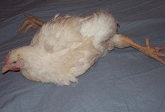 Foto: http://www.chickenvet.co.uk/health-and-common-diseases/mareks/index.aspx