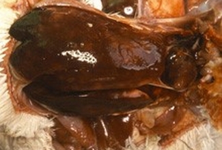 Foto: http://www.chickenvet.co.uk/health-and-common-diseases/mareks/index.aspx