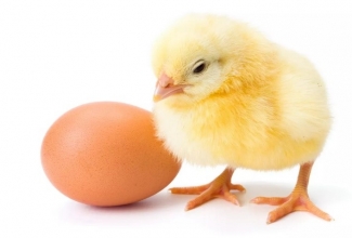 Foto: https://www.vox.com/2015/7/31/9067651/eggs-chicken-effective-altruism
