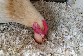 Foto: https://www.hobbyfarms.com/myth-busting-the-egg-eating-hen/