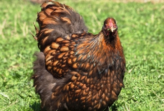 Kanatõug orpingtoni kuldne kana